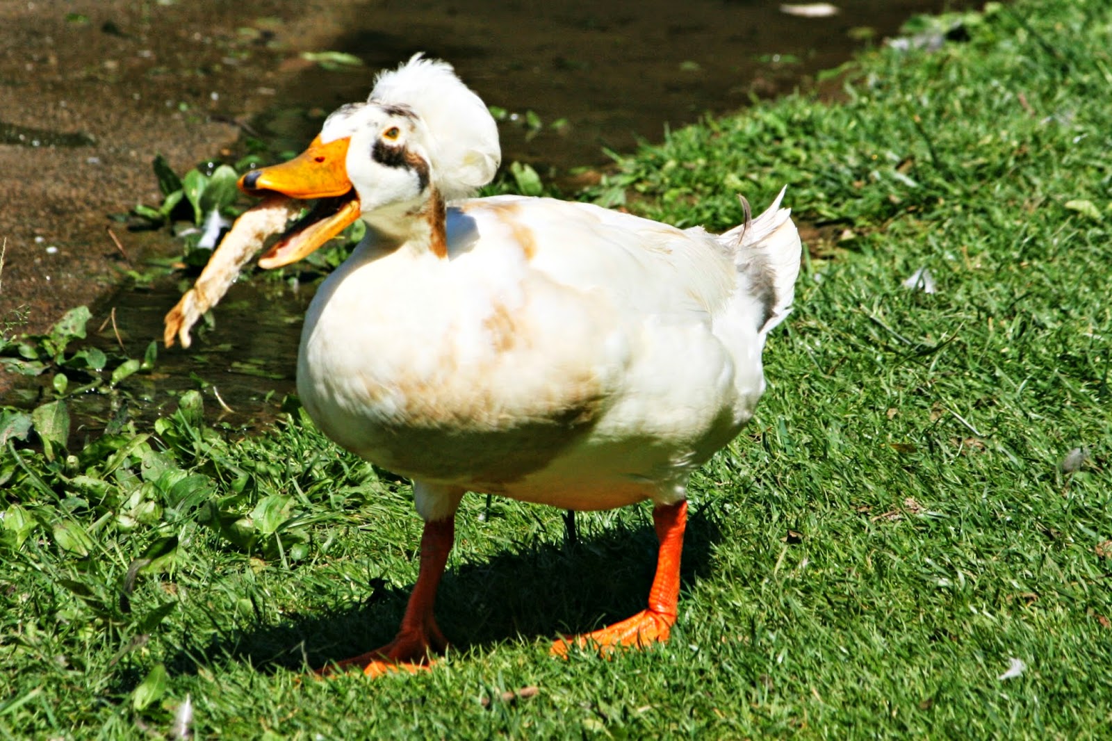 Two Bears Farm and the Three Cubs The Duck Pond