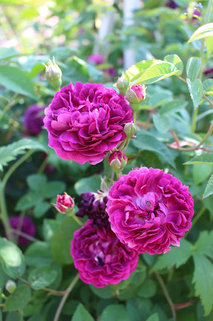 Il Etait Un Petit Jard Ain Haaa Qu Elles Sont Jolies