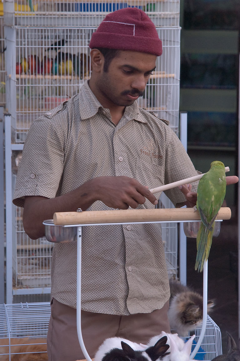 All About Qatar Tourism Visit Pet Shops in Souq Waqif
