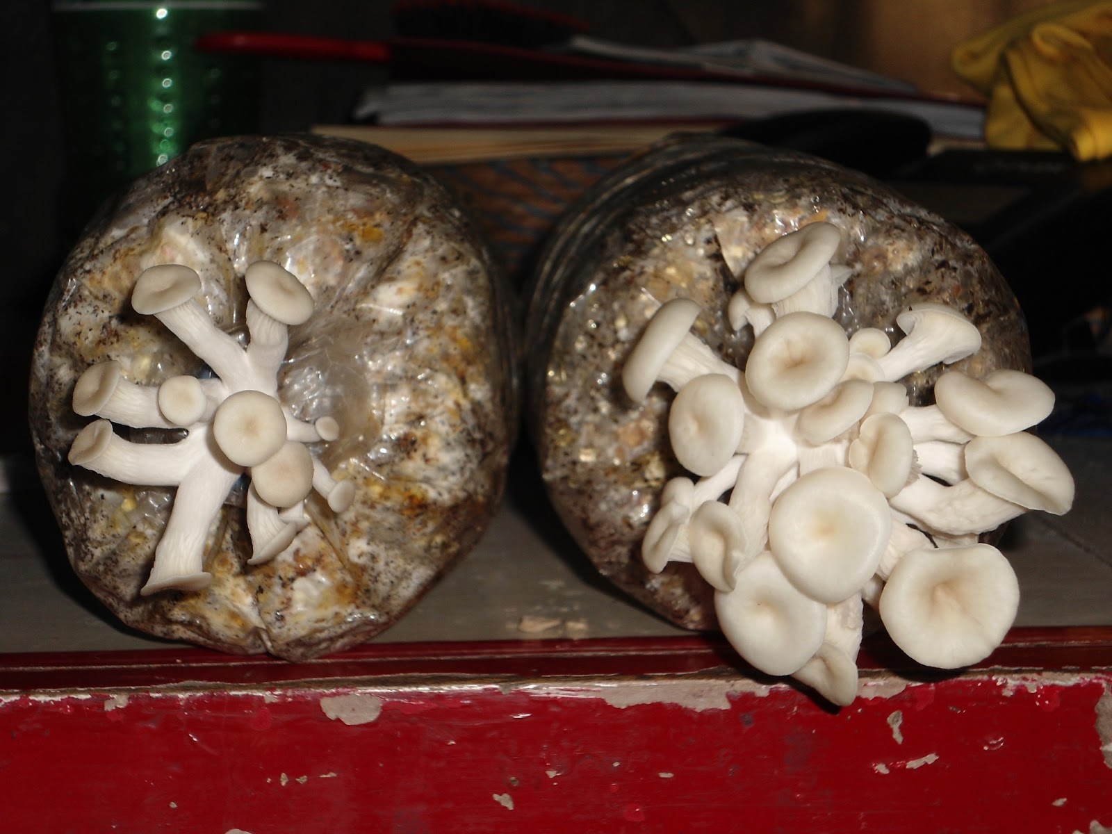 JMP Mushroom How to make mushroom fruiting bag using rice straw (Tagalog)