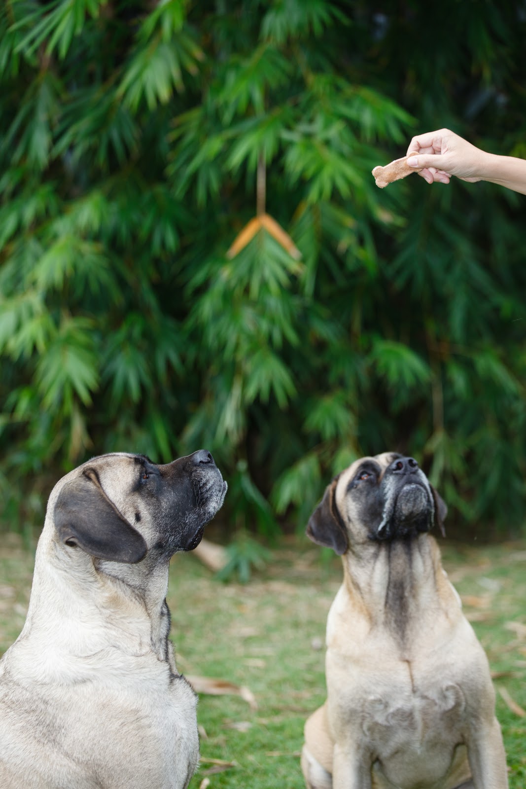 kruizing with kikukat The Day That Went to the Dogs Okinawan Sweet