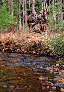 Sap Gathering Contest, Keene, New Hampshire, Stonewall Farm,