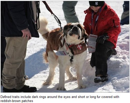 コーギーと英字新聞 セントバーナードは現在も遭難者救助犬なのか