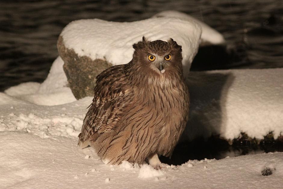 Flying Animal The Blakiston's Fish Owl