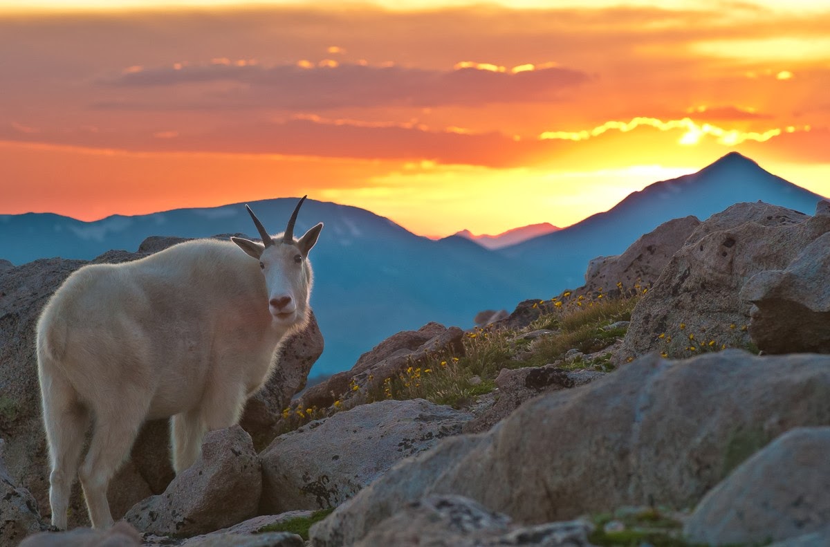 Tonight's sunset complete with mountain goat Wired Right