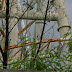 Saiba o estado da Monte Makaya do extinto Terra Encantada