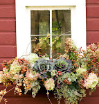 WINDOW GARDEN