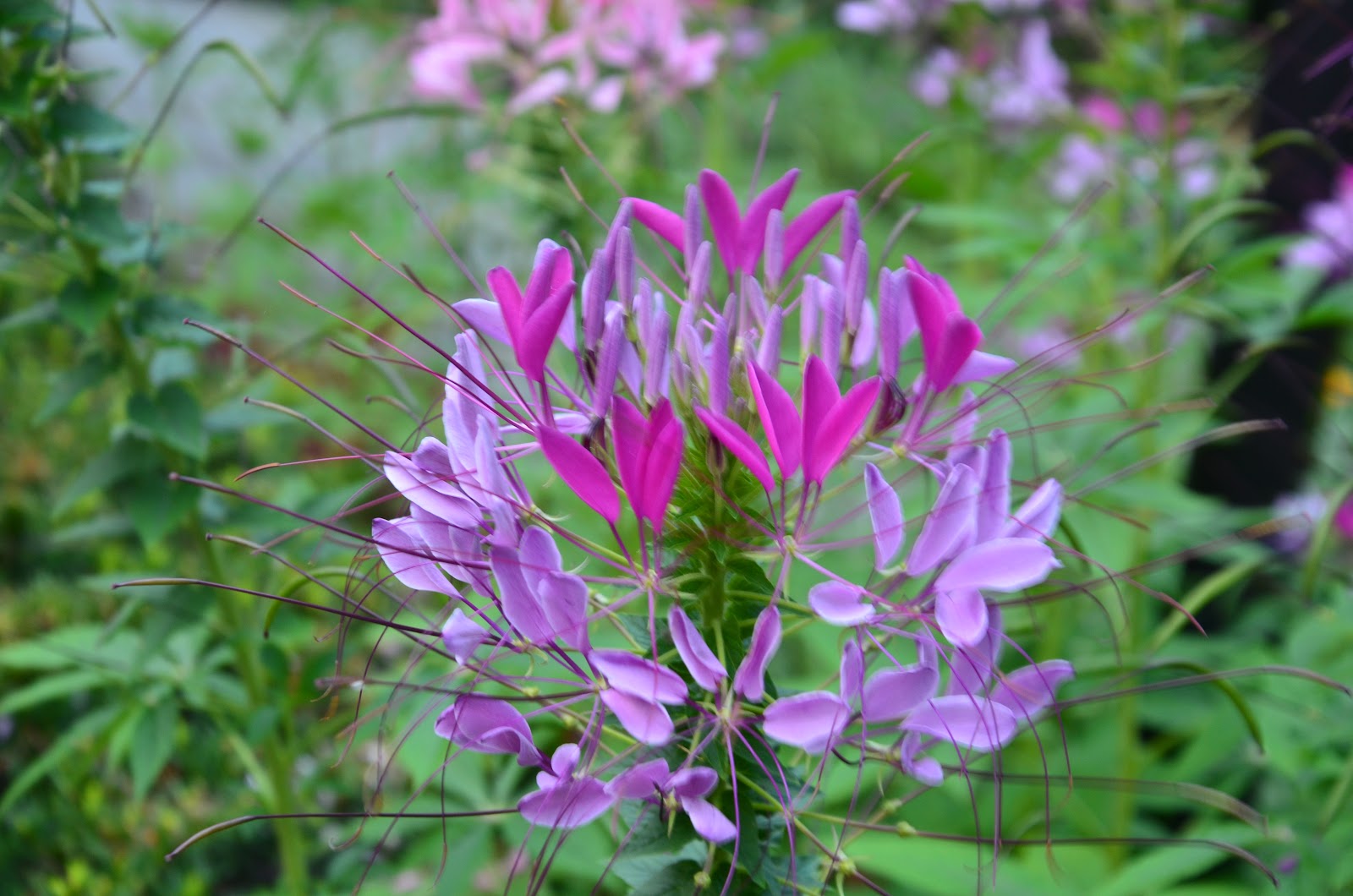Cleome