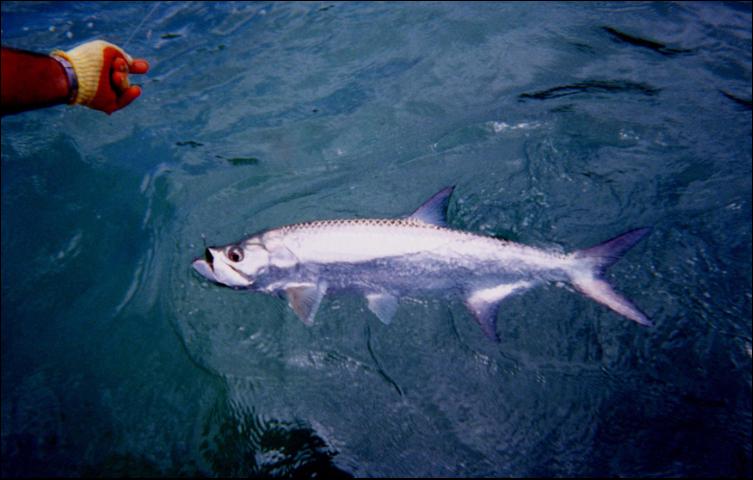 Tarpon season is upon us in