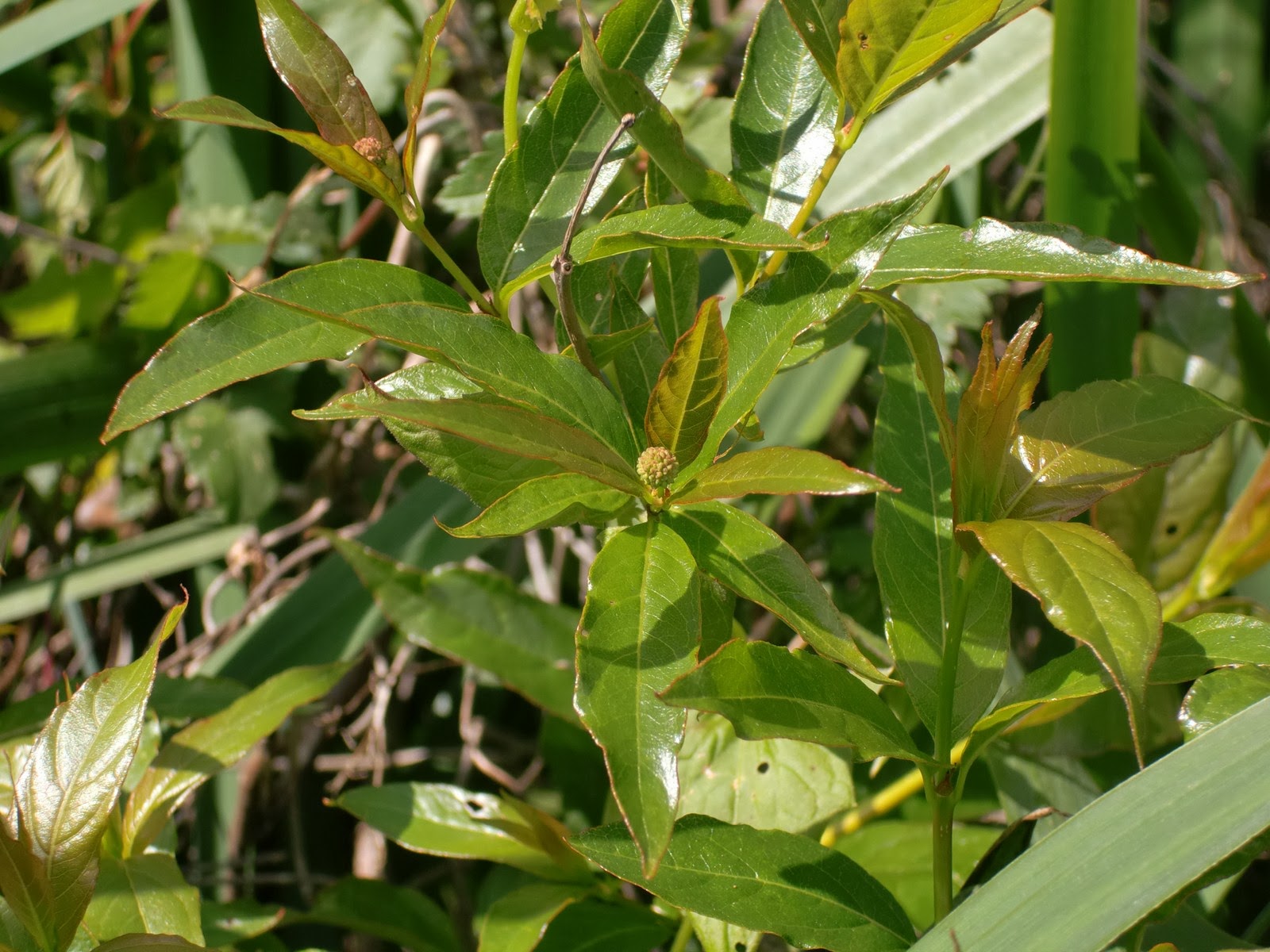 Árboles Sarandí colorado