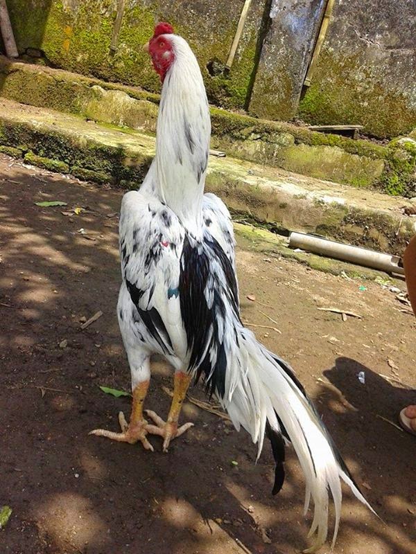 Ayam Aduan Garut: April 2015