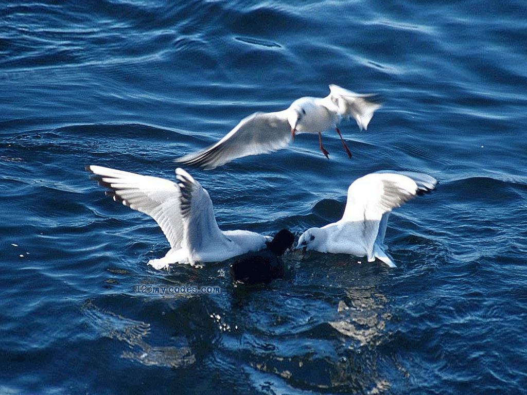 Marea Neagră Decembrie 2012