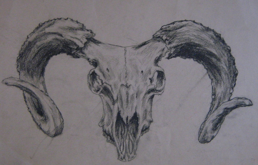 steer skull drawing