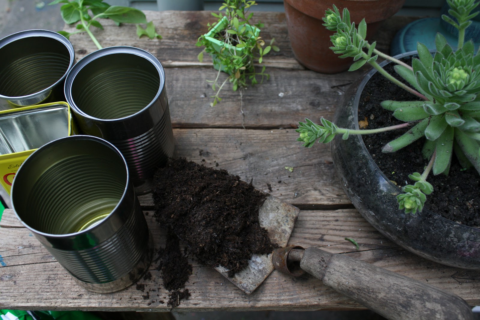 sewhungryhippie Grow a Garden in Tin Cans
