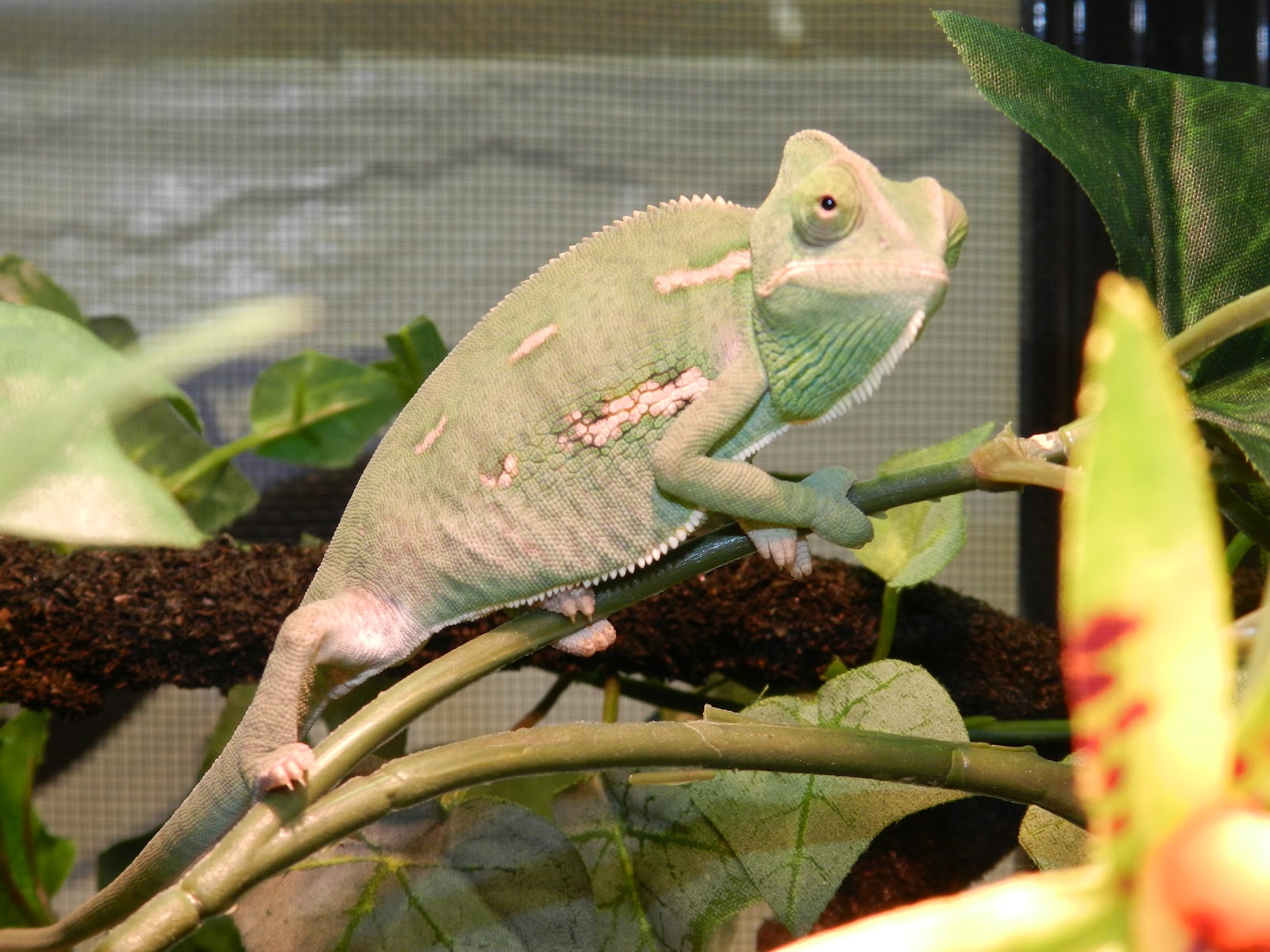Critters in the Classroom Reptiles in the classroom