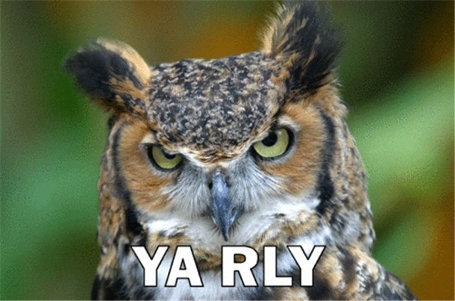 Owl Funny