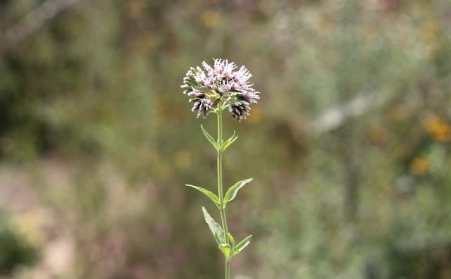 Joe-Pye Weed Flowers