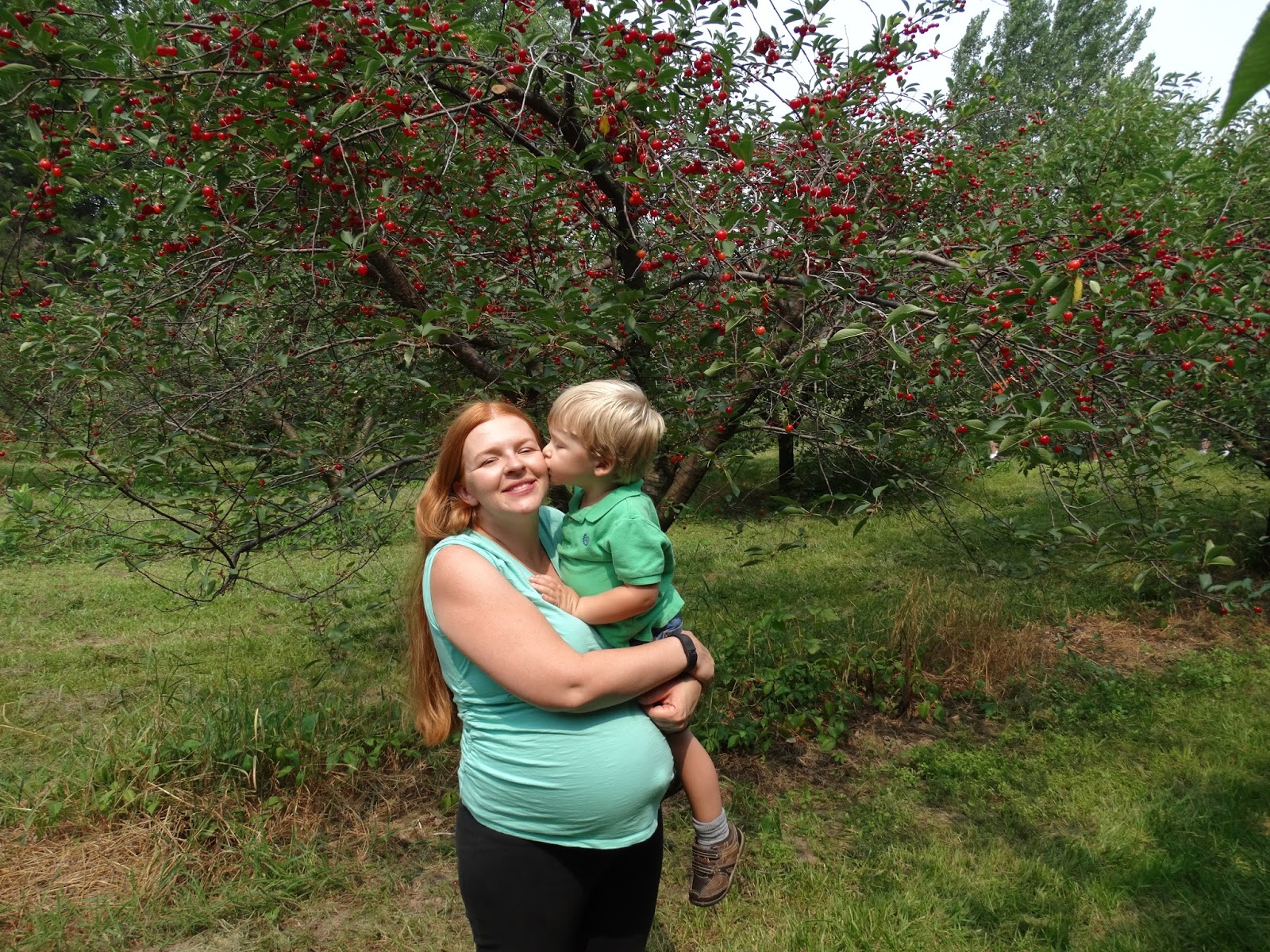 2304 Miles Pregnancy Craving Cherries! (Treemendous Fruit Farms in MI)