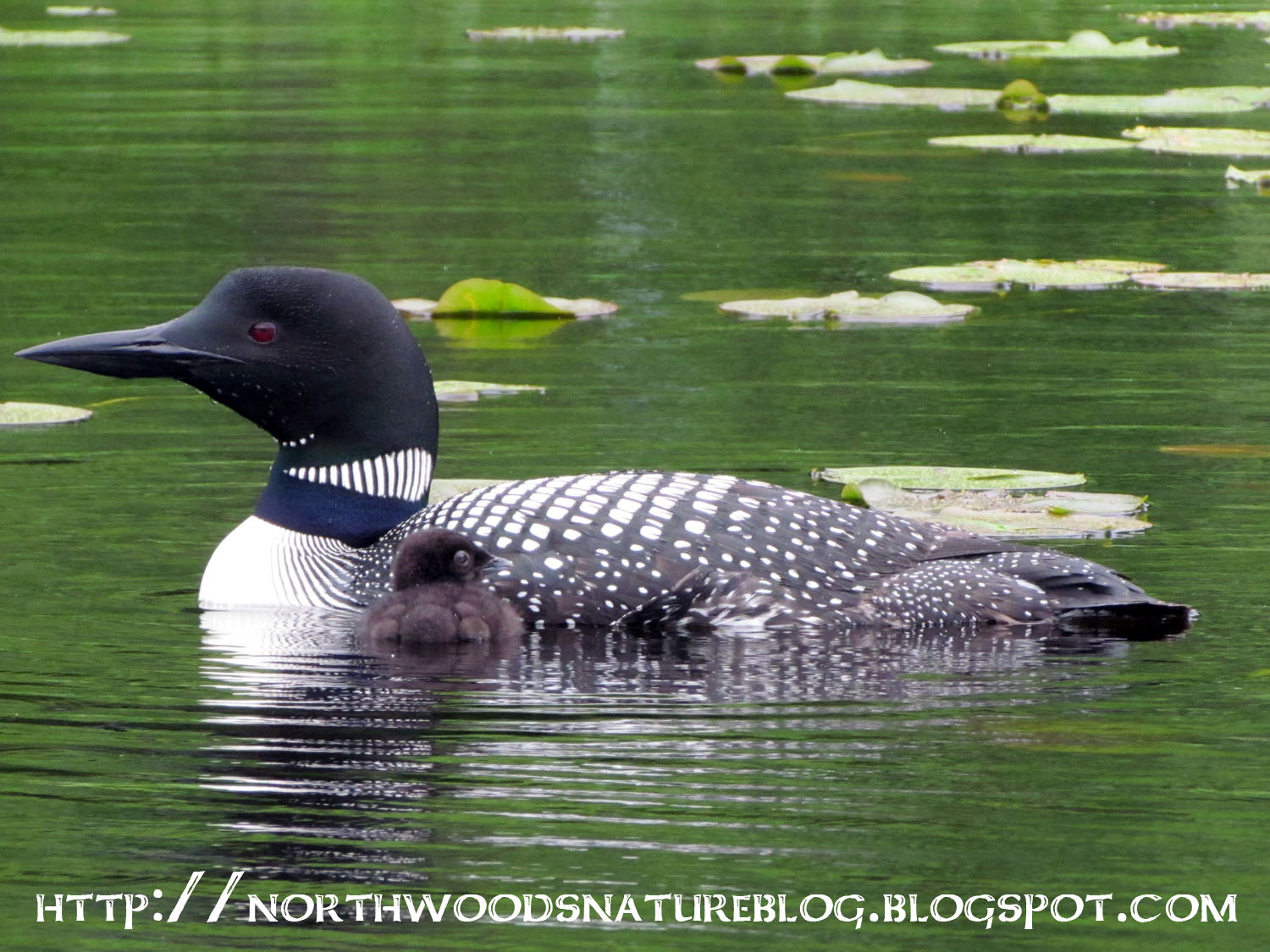 Northwoods Nature Blog Common Loon Baby