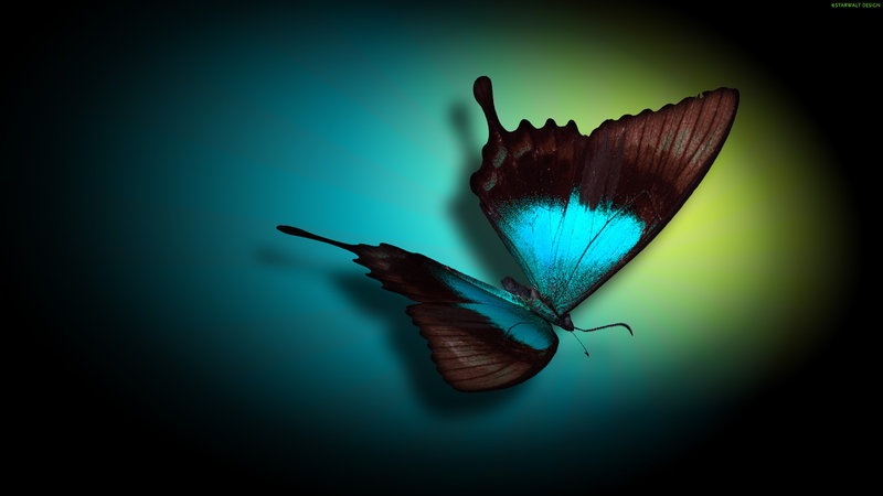 butterfly wallpaper. Colorful Butterfly