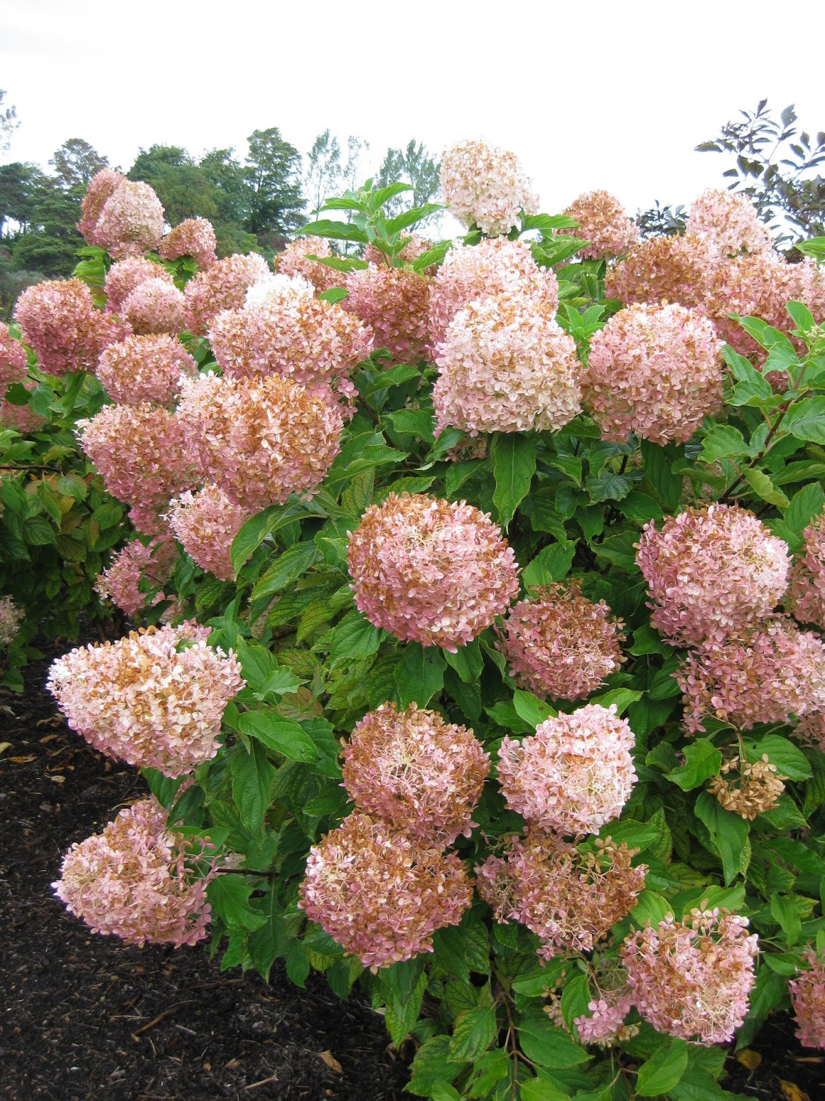 Limelight Hydrangeas In Bloom
