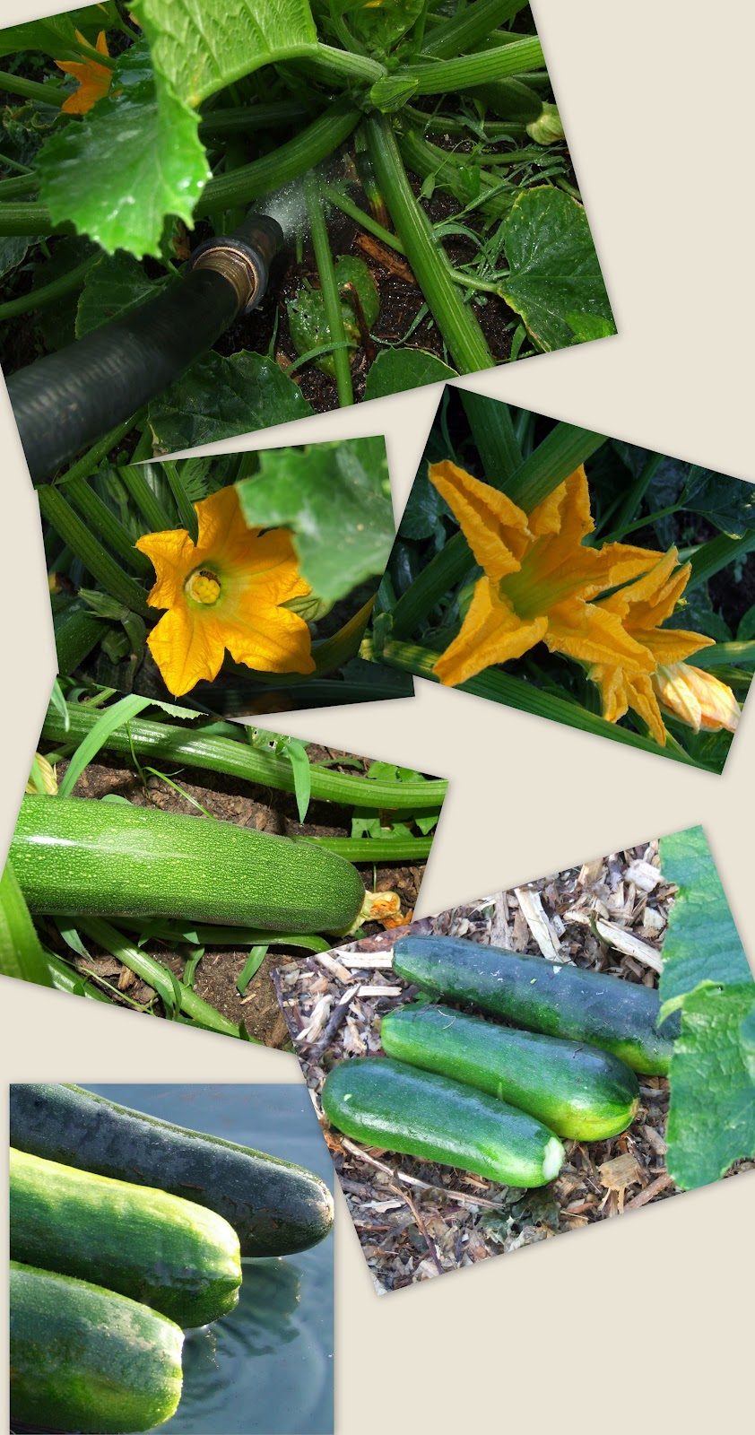 Stuff by Cher How my garden grows . . . growing zucchini