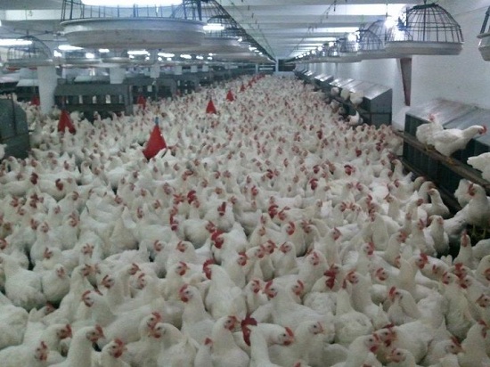 Modern Chicken Farming