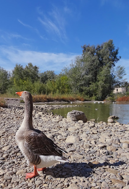 guadalquivir, río, lecho seco, puente romano, córdoba, españa, turismo, pasear, ribera, molino San Antonio, patos, gansos, ganso, oca, ansar, pato, malvasias, rocas, piedras