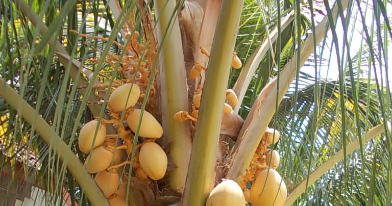POHON KELAPA | JASA TAMAN | TUKANG RUMPUT | KOLAM HIAS | TUKANG TAMAN