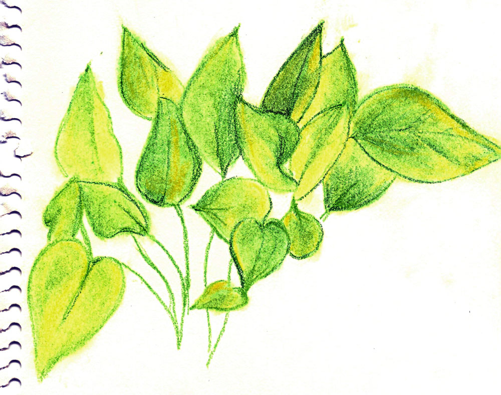 Featured image of post Pothos Plant Drawing My pothos plants have seemingly been healthy since we moved but i i m propagating the bathroom pothos plant