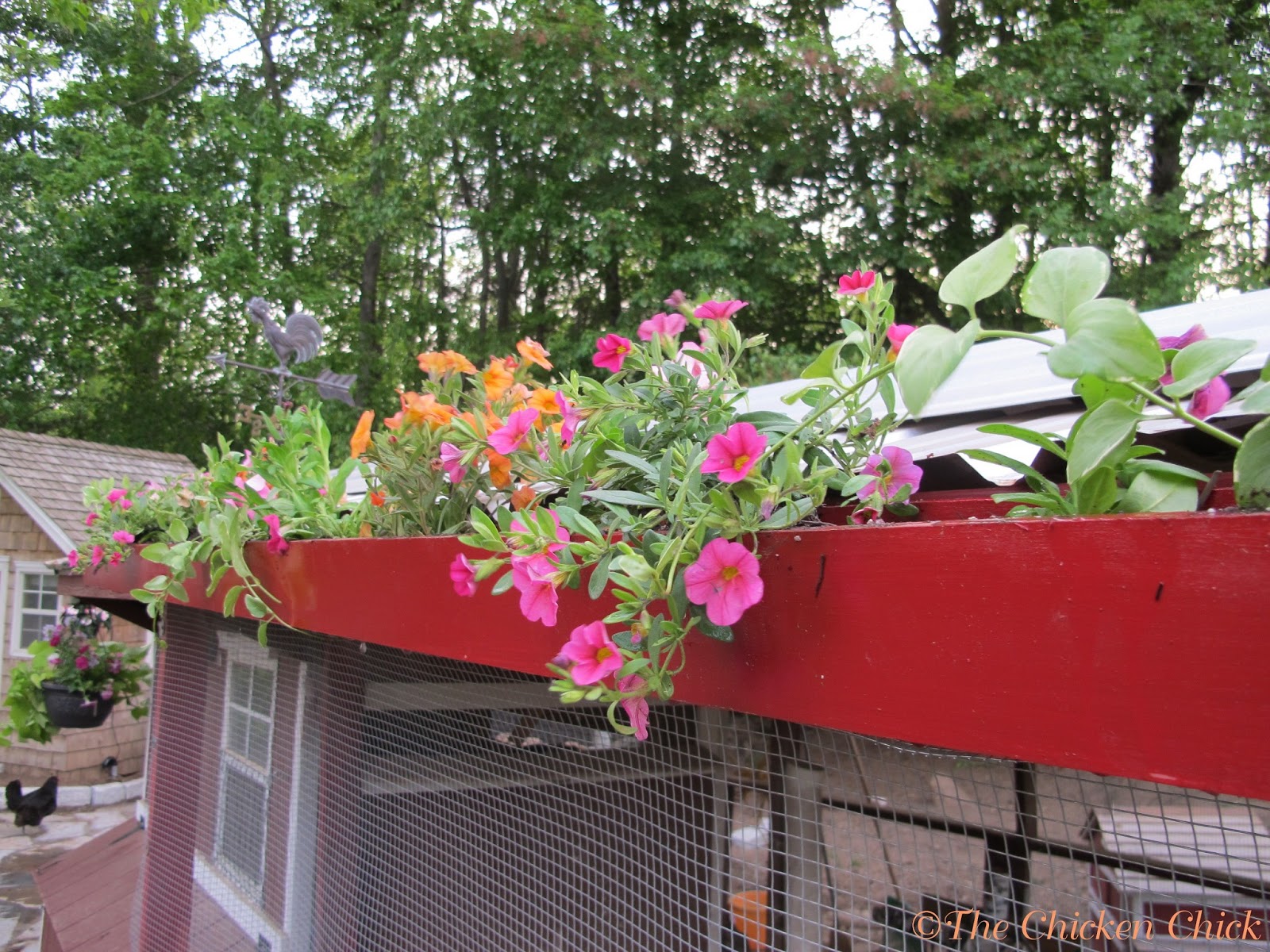 DIY Chicken Coop Flower Box The Chicken Chick®