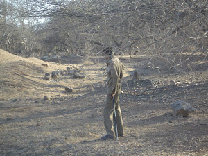 Gir Forest Guard on  foot patrol.The pride of 6 lions are sitting approx70 meters away.