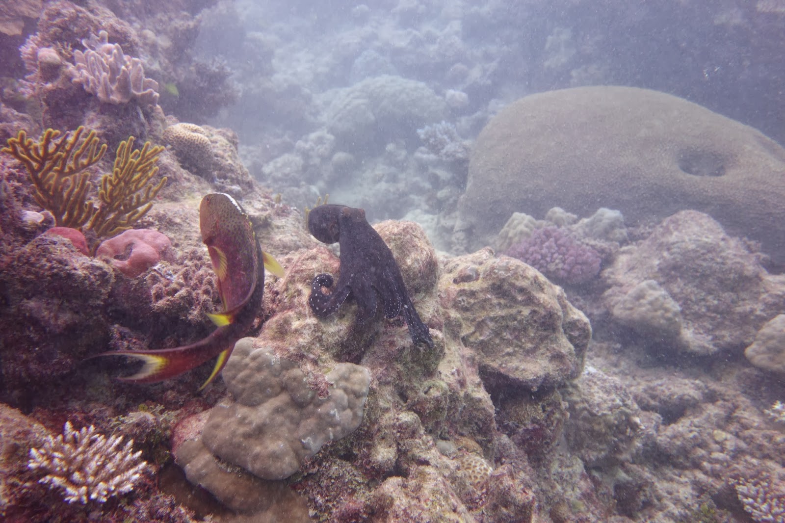 Roving Gnome Travel Blog Octopus Love near Cairns Diving the Great