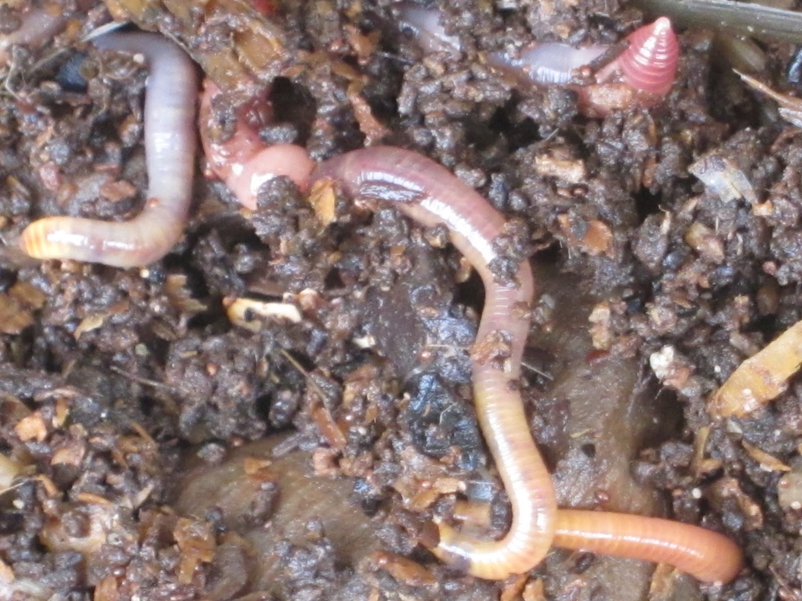 My Big Fat Worm Bin Root Simple