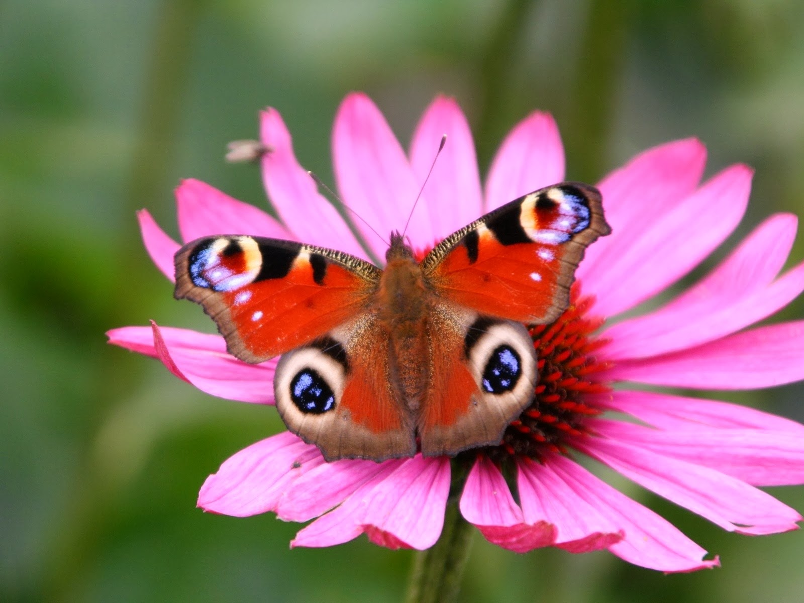 wallpaper flower and butterfly one hundred wallpaper butterfly wallpaper hd cool wallpaper flower and butterfly one hundred wallpaper butterfly wallpaper hd cool