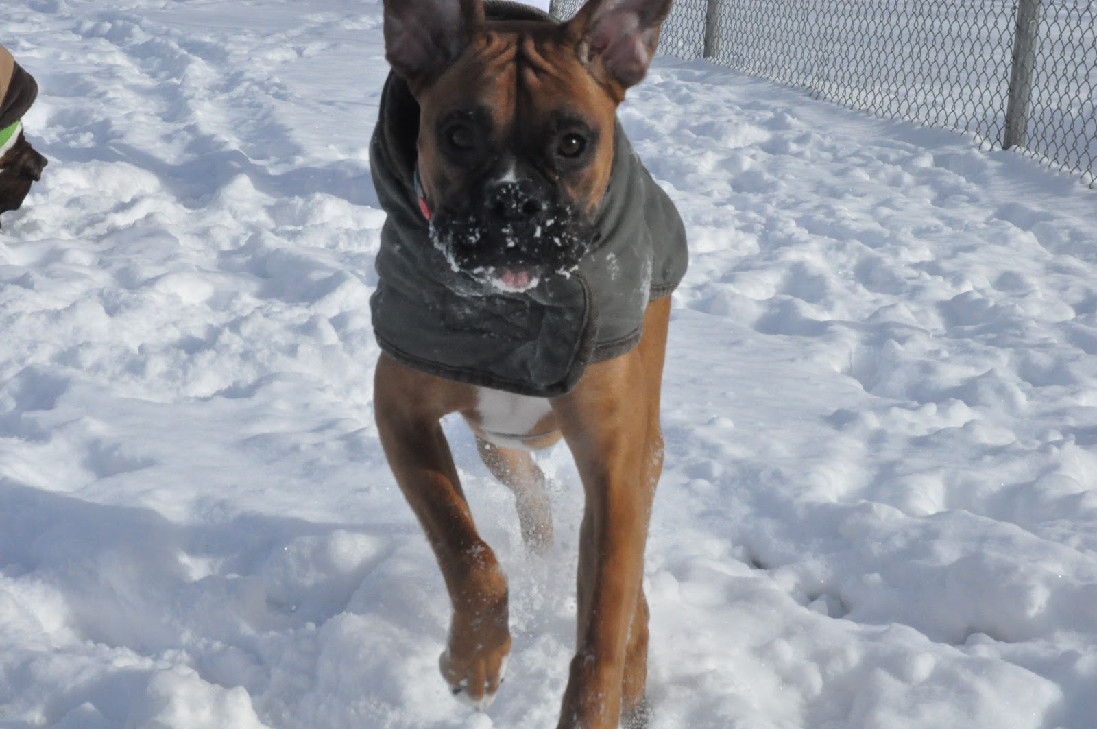 I Have A Boxer Snow Boxers