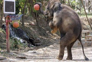 gambar gajah lucu gambar gajah lucu