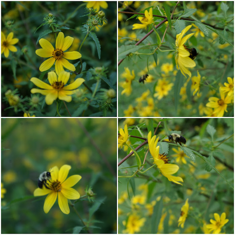 sweetbay Buckets of rain