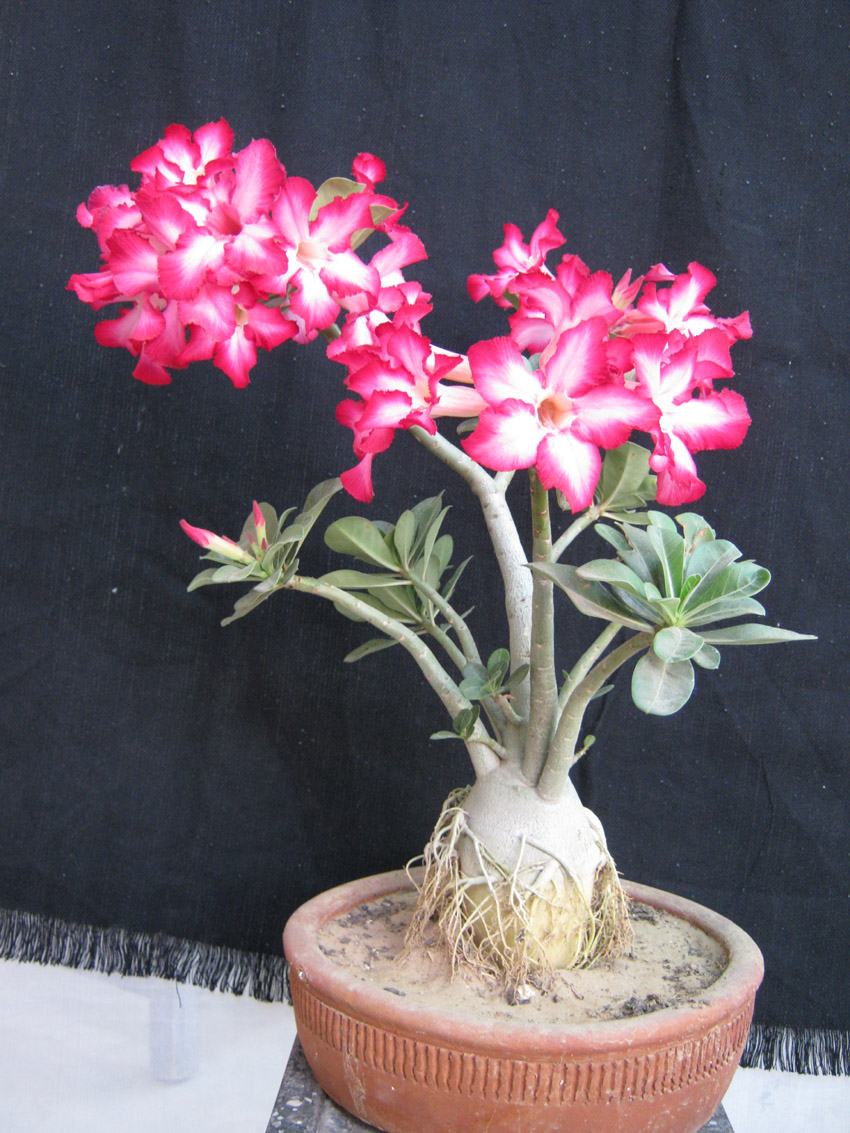 adenium bonsai plant plants rose desert india tree obesum plantslive beautiful iresine herbstii flowerhorn 1000 choose pink board