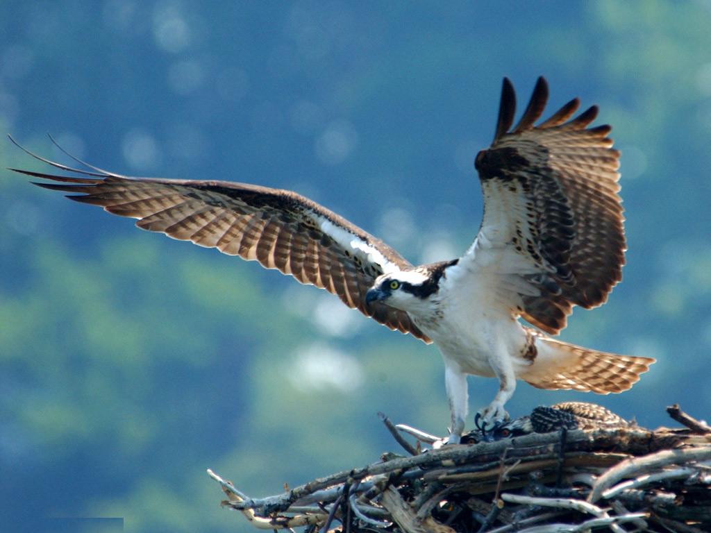 Big Birds Wallpapers - Entertainment Only