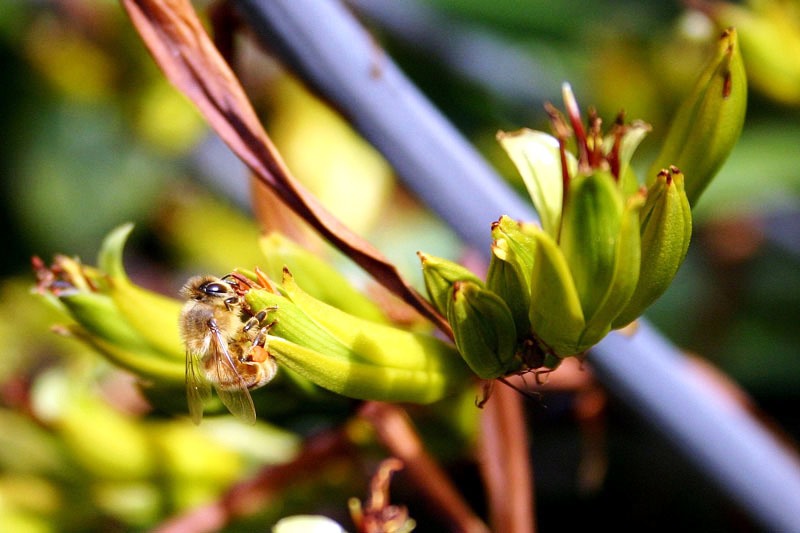 Botany word of the day Pollination The transfer of pollen from the male part of the flower to