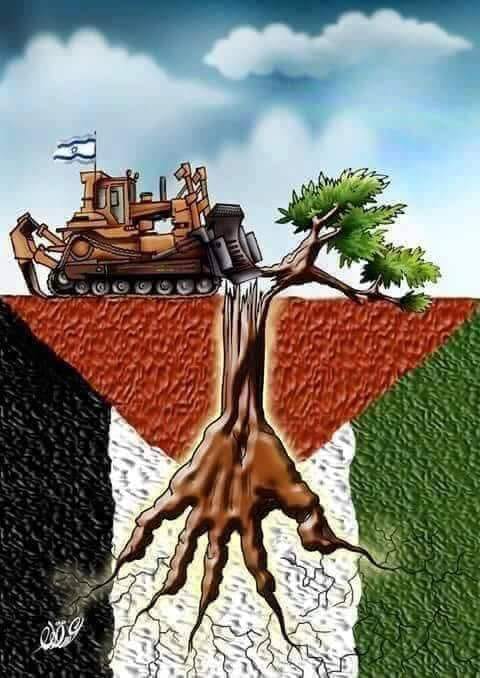 الزّيتونُ الفلسطينيُّ.