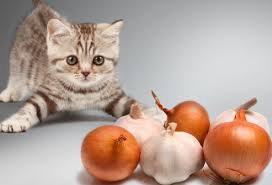 are onions for dogs rgm s pets house are onions and garlic toxic to dogs and cats are onions for dogs rgm s pets house are onions and garlic toxic to dogs and cats