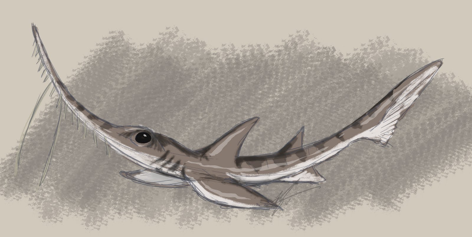 Woah it's a Blog Long Nose Sawshark