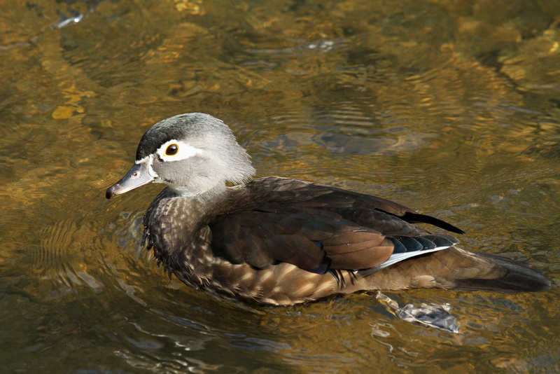 Birding Is Fun!: Wood Duck - A Birding Irony