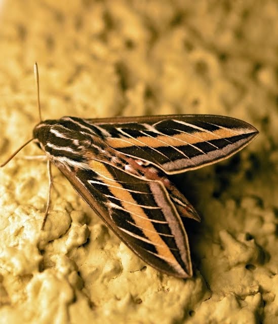 White-lined Sphinx Moth (Hyles lineata)_3436