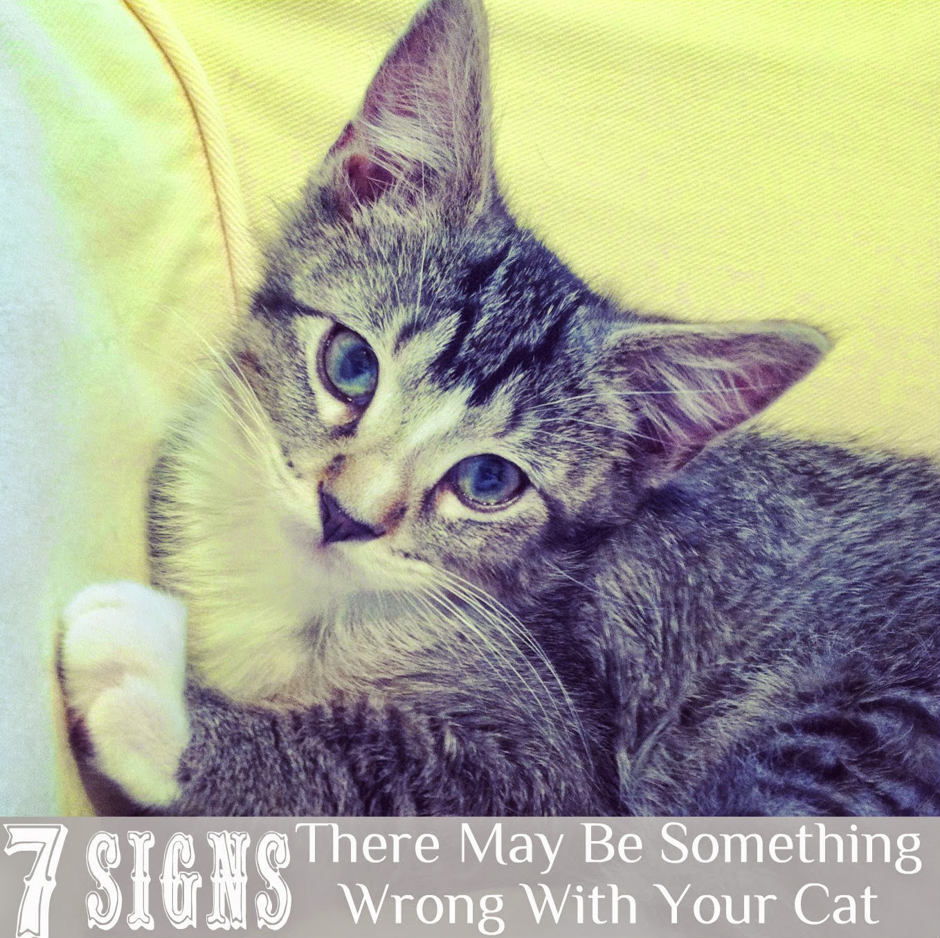 7 Signs There's Something Wrong With Your Cat Pieces of a Mom
