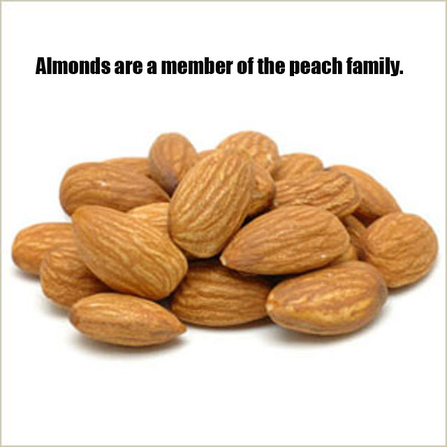 Cooking For Idiots 5 Random Food Facts Coconut water ( in emergencies ) can be used as a substitute for blood plasma. cooking for idiots
