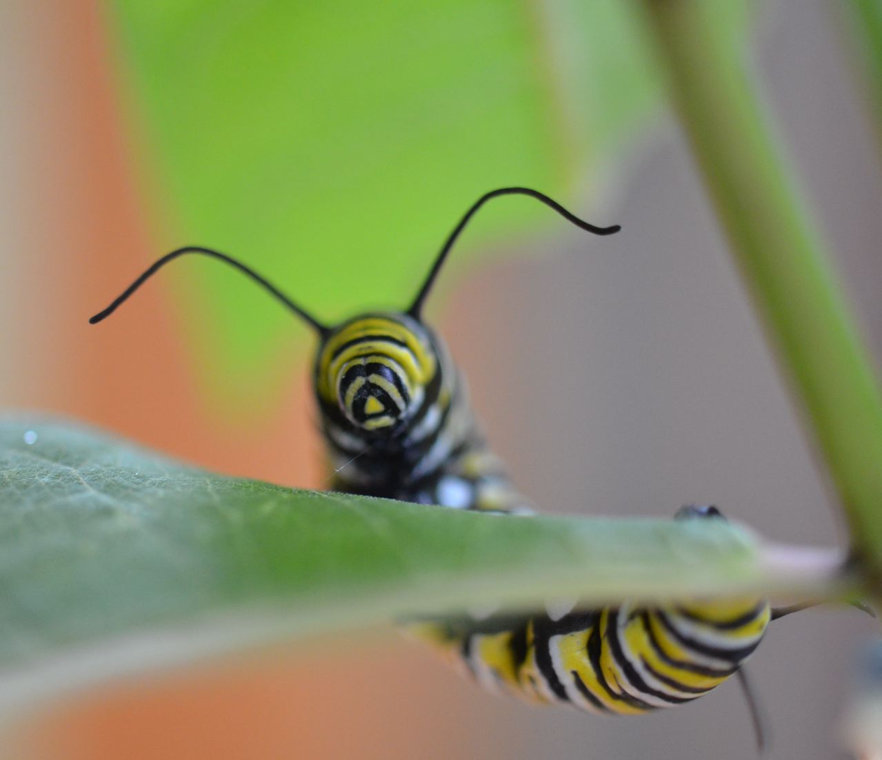 Flower Hill Farm BUTTERFLIES Of 2011 Favorite Monarchs Flower Hill