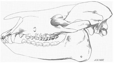 Eotitanops skull